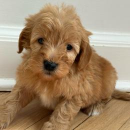 Black collar male - Apricot male Goldendoodle puppy in Ridgewood, New Jersey from Jessie’s Doodles