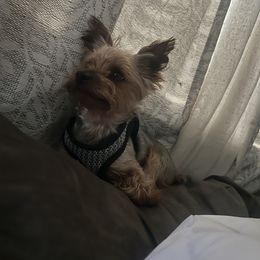 Benjamin - Yorkshire Terrier