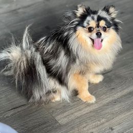 Barbie - Pomeranian