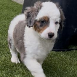 S'mores - Tri-color male Bernedoodle puppy in Lodi, California from Olive Hugs & Doodles