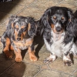 Dachshunds from Jaci's Dachshunds
