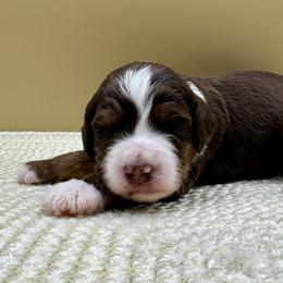 Moose Tracks (Moose) - Tri-color male Bernedoodle puppy in Hendersonville, North Carolina from Kim's Cove