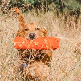 Goldie - Golden Retriever