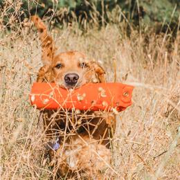 Goldie - Golden Retriever