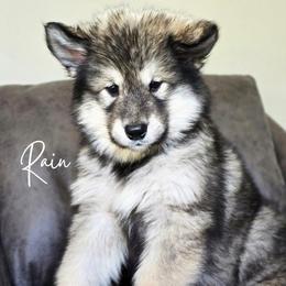 Rain - Agouti and white female Alaskan Malamute puppy in Brookwood, Alabama from Sunset Malamutes