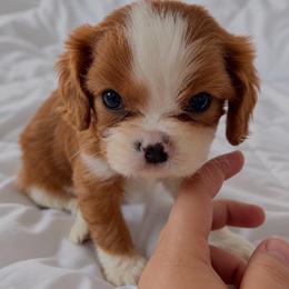 Pip - Blenheim male Cavalier King Charles Spaniel puppy in Greensboro, North Carolina from Hyde Park Cavaliers