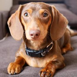 Pen - Dachshund