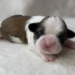 Shih Tzu Puppies from Little Miracles Shih Tzu