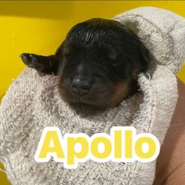 Apollo(yellow) - Black and mahogany male Rottweiler puppy in Mancelona, Michigan from Nicolle Stone