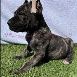 Perro de Presa Canario Puppies from Mesquite Creek Kennels