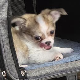 Chihuahua Puppies from Hart's Chihuahuas