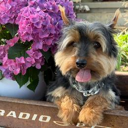 Copper - Black and gold male Yorkshire Terrier puppy in Taylorsville, North Carolina from SilverLining highlands and hounds