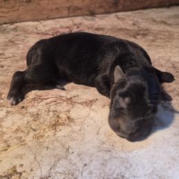 Girl 1 - Black female German Shepherd puppy in Lake George, Colorado from High Country German Shepherds