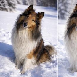 Rebel - Collie