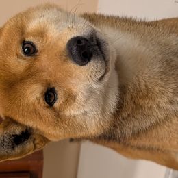 Koda - Shiba Inu