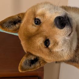 Koda - Shiba Inu