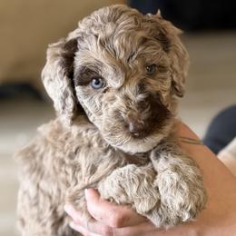 Toffee - Merle male Labradoodle puppy in Brownsville, Texas from The Doodle Crew