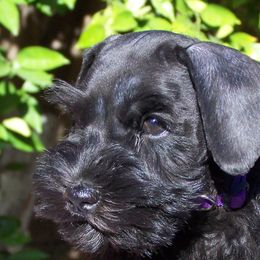 Miniature Schnauzers from Bizzy Acres Miniature Schnauzers