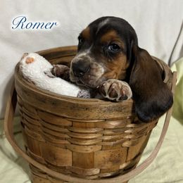 Blue Boy - Black brown and white male Basset Hound puppy in Edgar Springs, Missouri from Red Fern Basset Family