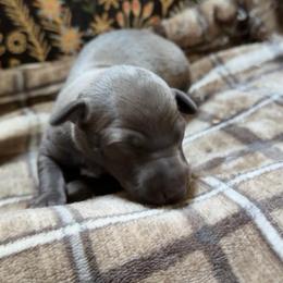 Boy 1 - Blue male Italian Greyhound puppy in Plains, Georgia from Amayz Italian Greyhounds