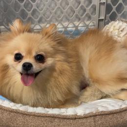 Gamora - Pomeranian