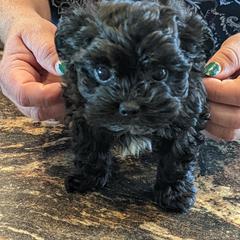 "Male Puppy Available Born 7-1-2022" Russian Tsvetnaya Bolonka Puppies from Debby's Bolonkas