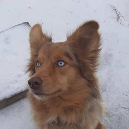 Australian Shepherds from S & E Delightful Aussies