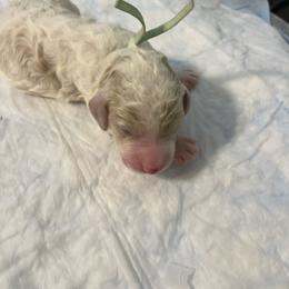 Sapphire (mint collar) - Parti female Poodle puppy in Port Saint Lucie, Florida from Abbott Standard Poodles
