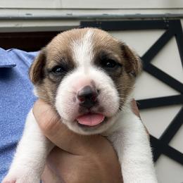 Smooth Coat Male 1 - White and tan male Russell Terrier puppy in Ocala, Florida from Rivermont Farm