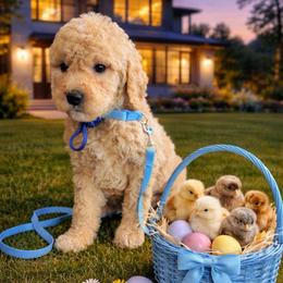 Jo Jo - Apricot male Goldendoodle puppy in Houston, Texas from Were The Mack'Doodles