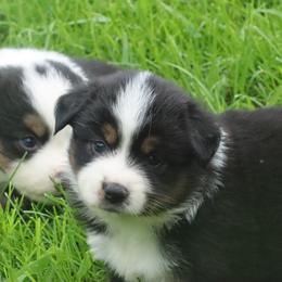 Erised Secret X Bolo - Black tri female Miniature American Shepherd puppy in Tiskilwa, Illinois from First Harmony Farms