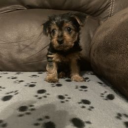 Yorkshire Terrier Puppies from Suttons Yorkies