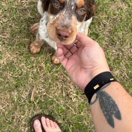 English Springer Spaniel Puppies from Cherokee Springers of NWFL