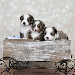 Miniature Australian Shepherd and Toy Australian Shepherd Puppies from Shooting Stars Ranch Toy and Mini Aussies