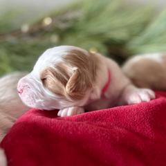 Socks (Pink) - female Golden Mountain Doodle puppy in Twin Falls, Idaho from Magic Valley Family Doodles