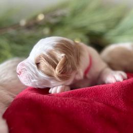 Socks (Pink) - female Golden Mountain Doodle puppy in Twin Falls, Idaho from Magic Valley Family Doodles