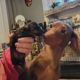 Ollie - Dachshund