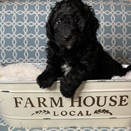 Cockapoo, Goldendoodle, and Poodle Puppies from Mason Farmhouse Poodles, Doodles & Poos (Breeding & Stud Services)