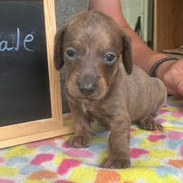 Marty - Blue and tan male Dachshund puppy in Sharon Springs, New York from Show Us The Way Homestead
