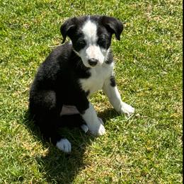 Boy 443 - Black and white male Border Collie puppy in Temecula, California from West Coast Border Collies