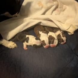 Brody - Seal and white male Boston Terrier puppy in Thomasville, North Carolina from Jamie's Boston Terrier Babies