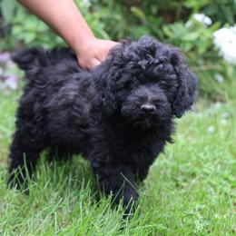 Peter - Black male Whoodle puppy in West Bend, Iowa from Blue Skies Terriers