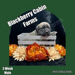Mastiff Puppies from Blackberry Cabin Farm