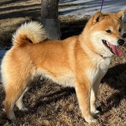 Kaia - Red female Shiba Inu puppy in Trenton, Nebraska from Prairie Shibas