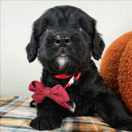 Evander - Black male Bernedoodle puppy in Temecula, California from Oodles O'Doodles
