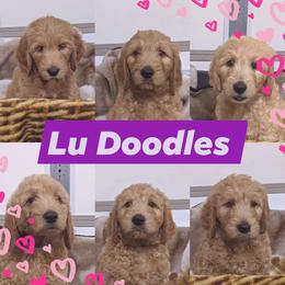 Goldendoodle Puppies from Lu Doodles
