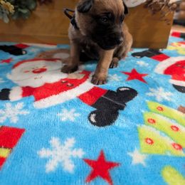 Girl 2 - Mahogany female Belgian Malinois puppy in Paynes Corner, Virginia from Von-Zito Belgian Malinois