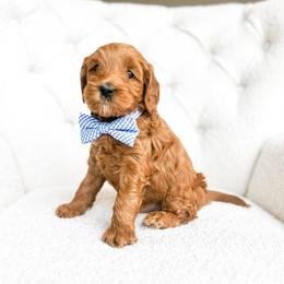 Sheldon - Red  male Goldendoodle puppy in Sterling, Illinois from Charley's Goldendoodles