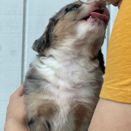 Mochi - Blue merle female Aussiedoodle puppy in Omro, Wisconsin from Crystal Ridge Doodles