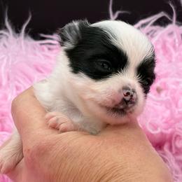 Perdita - Black and tan female Chihuahua puppy in Franklin, North Carolina from A&J Cutie Pawtooties